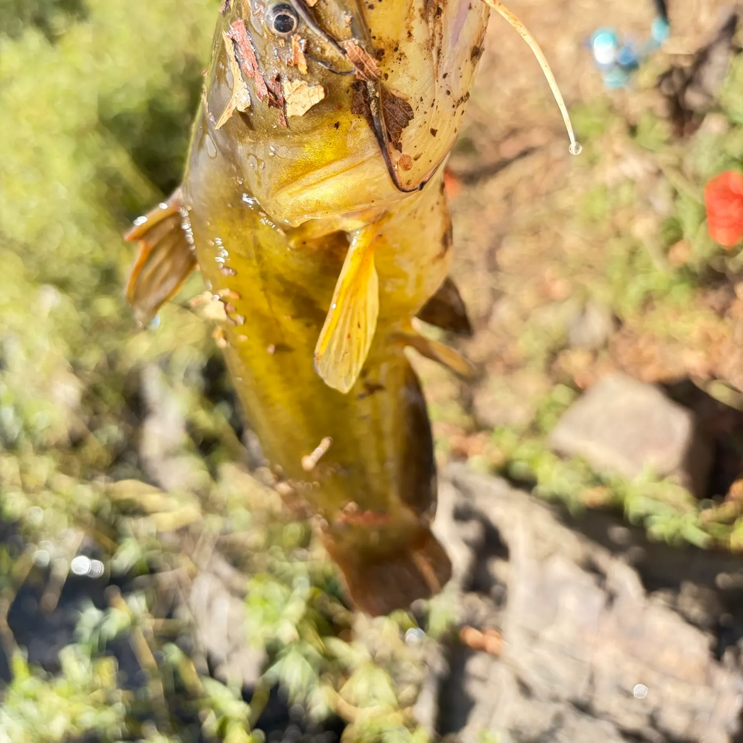 Fish caught on Fishbrain