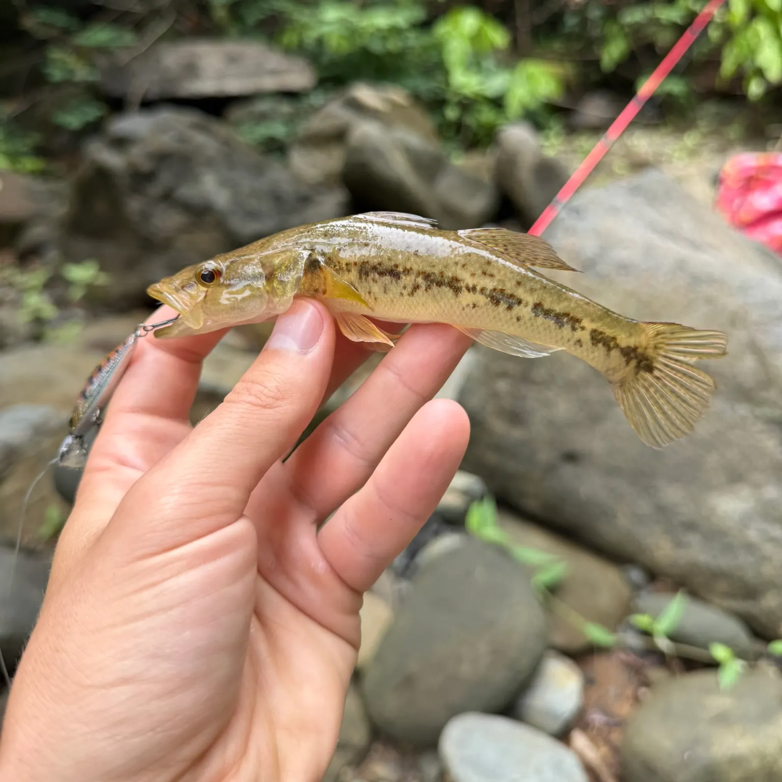 The most recent Pacific sleeper catches on Fishbrain