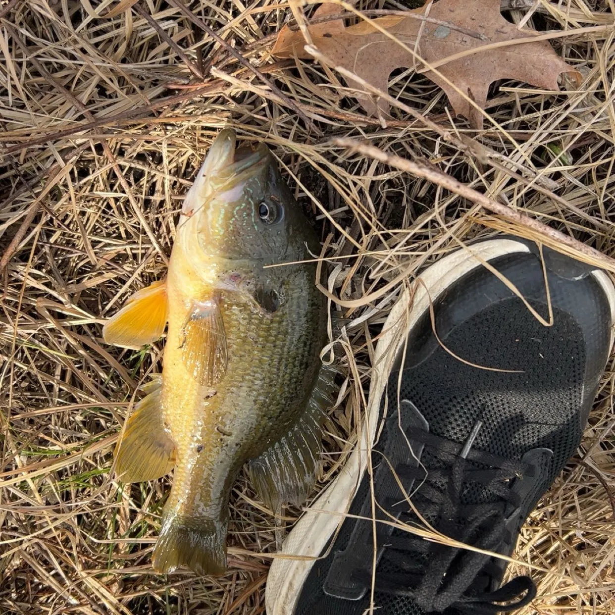 The most recent Wargill hybrid catches on Fishbrain