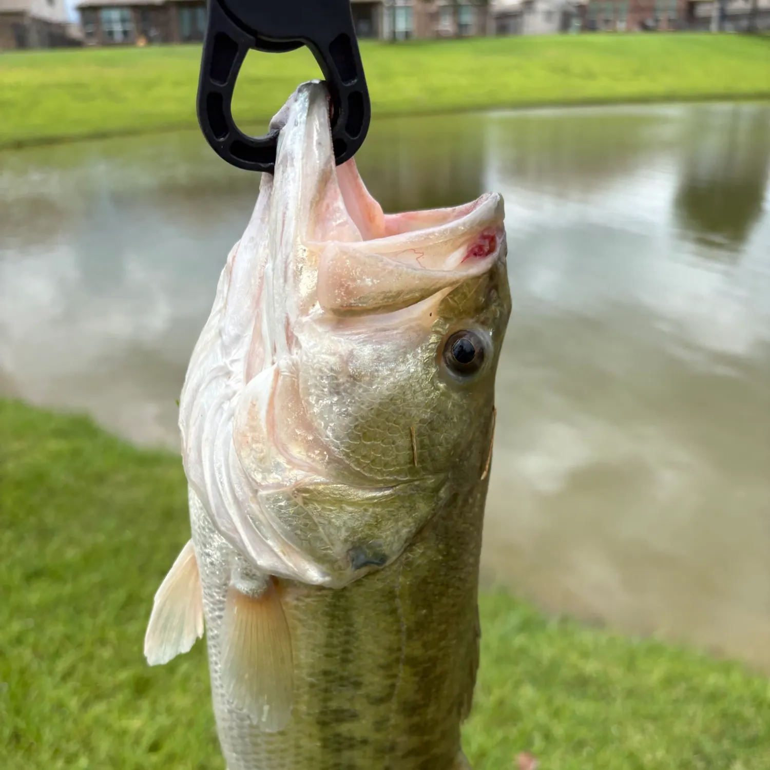 Spotted bass caught on Fishbrain