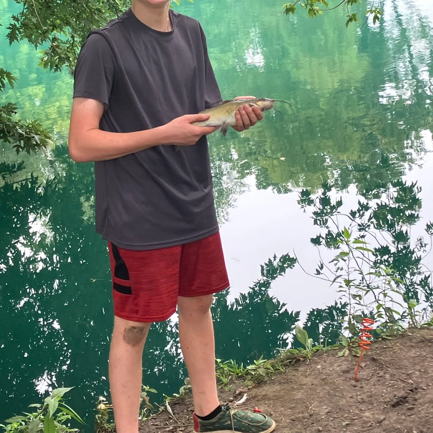 Channel catfish caught on Fishbrain