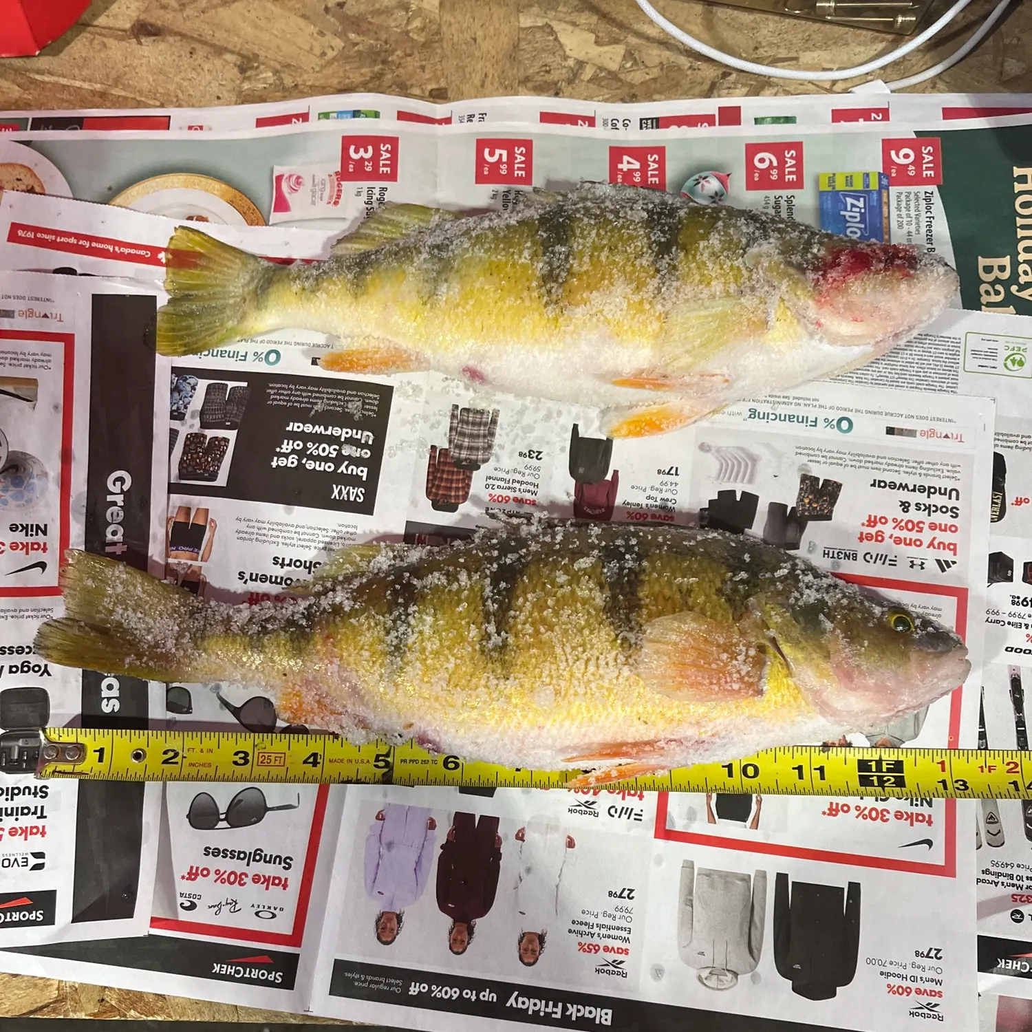 recently logged catches