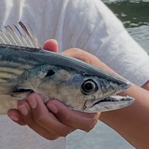 The most recent Eastern Pacific bonito catches on Fishbrain