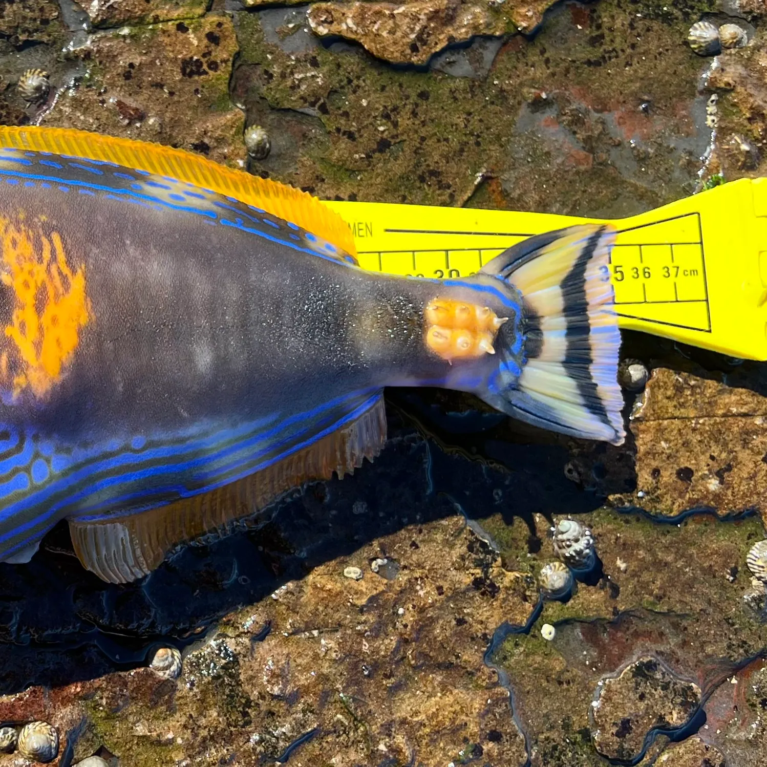 The most recent Six-spined leatherjacket catches on Fishbrain