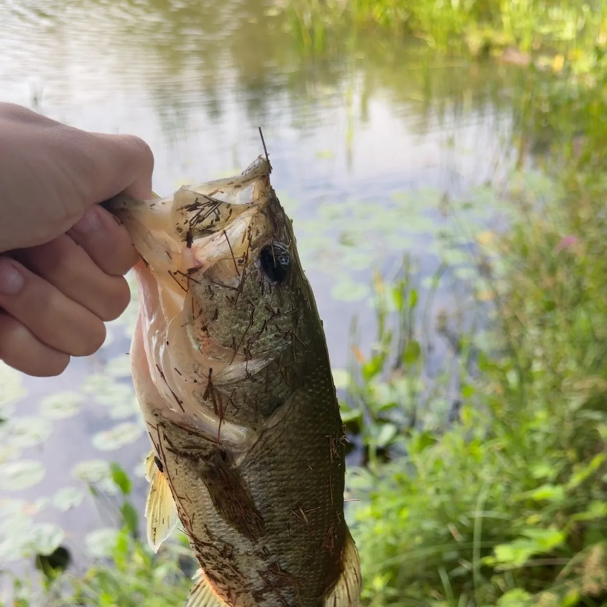 catch