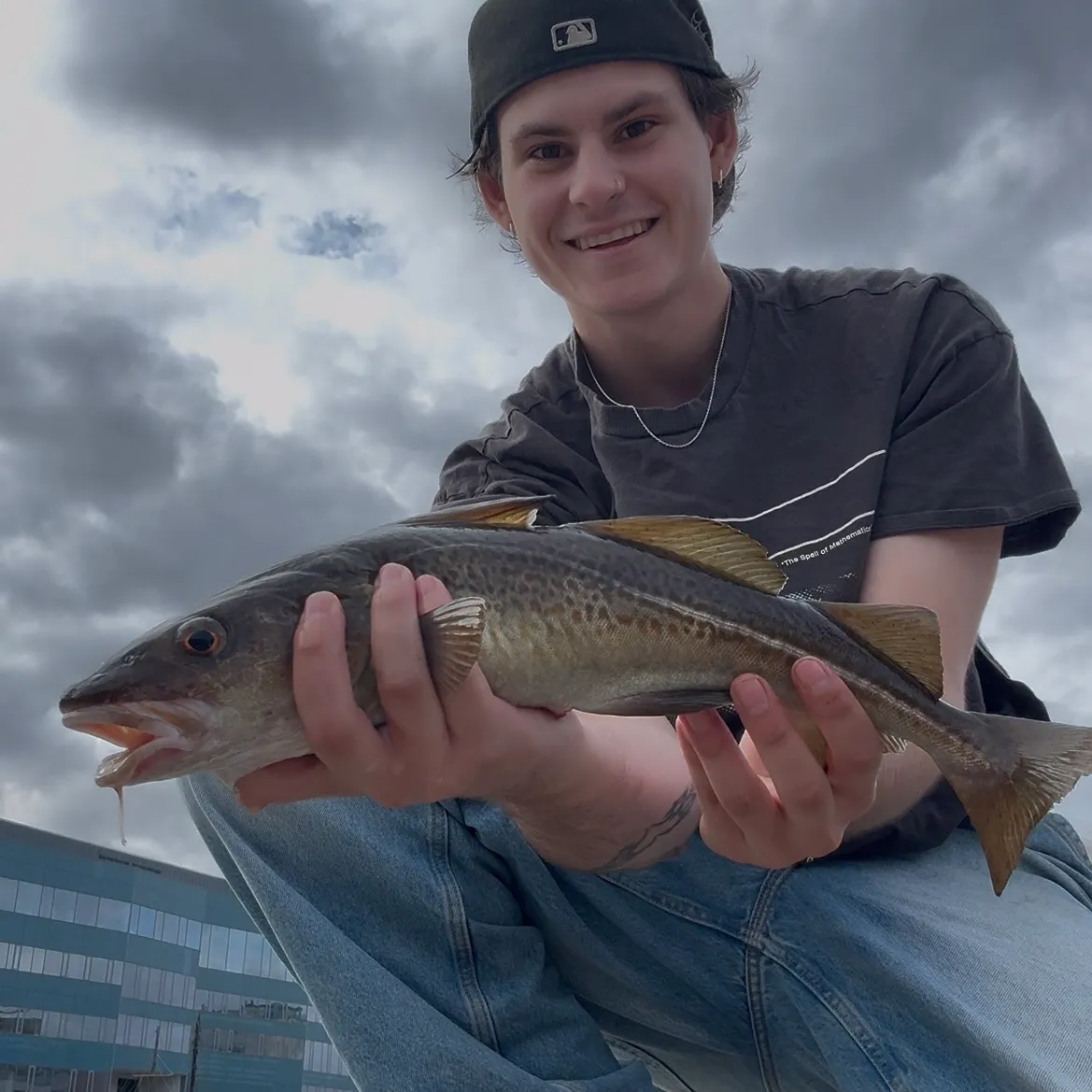 Atlantic cod caught on Fishbrain