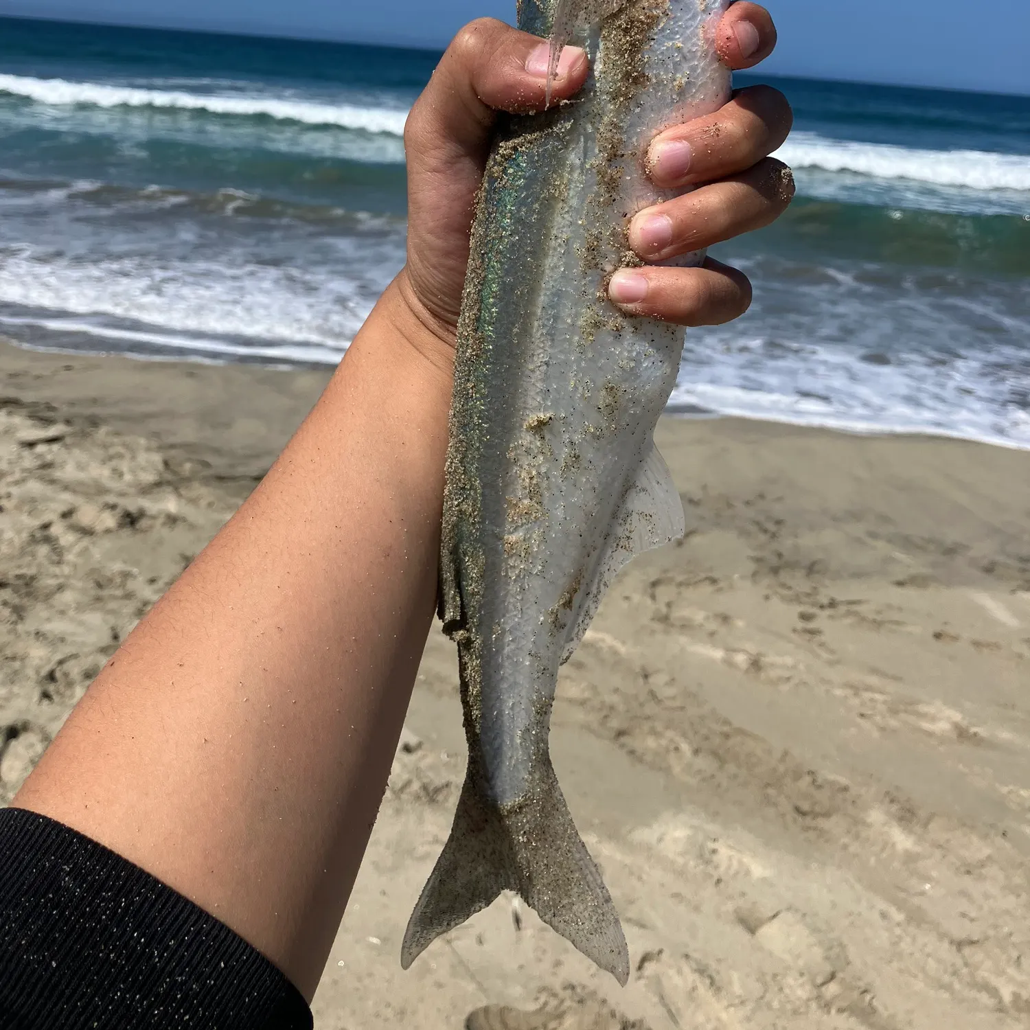 Jack silverside caught on Fishbrain