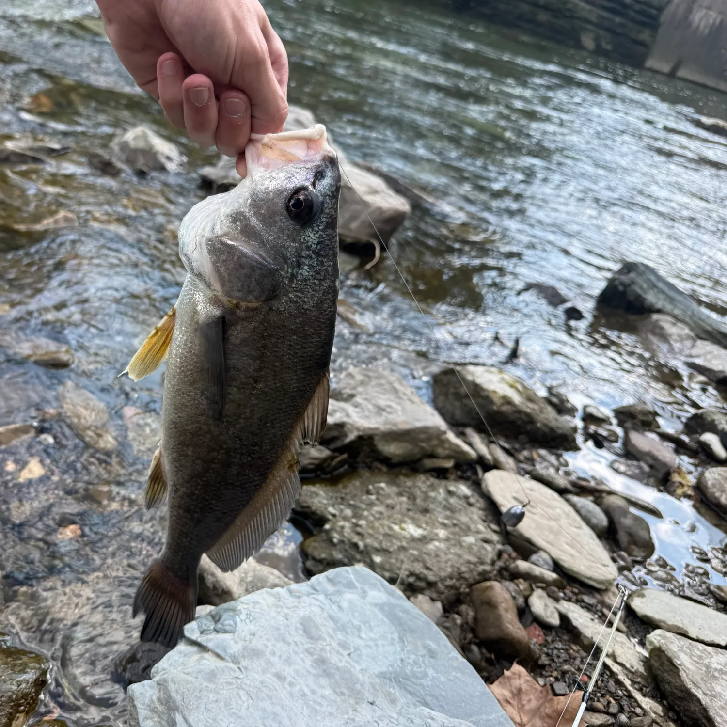 Freshwater drum caught on Fishbrain