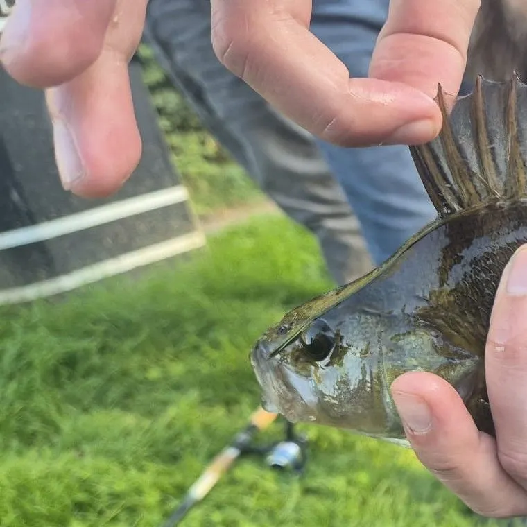 European perch caught on Fishbrain