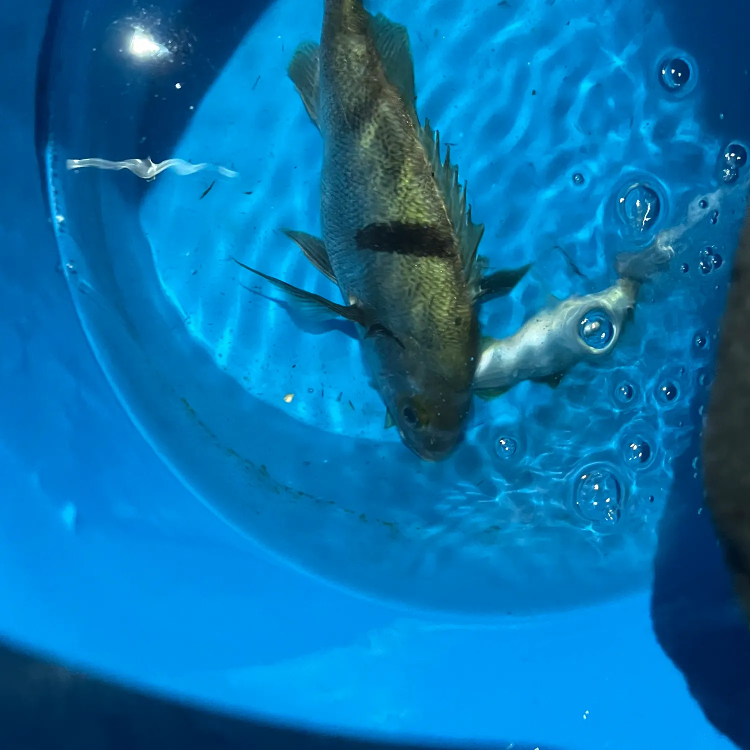 The most recent Pile perch catches on Fishbrain