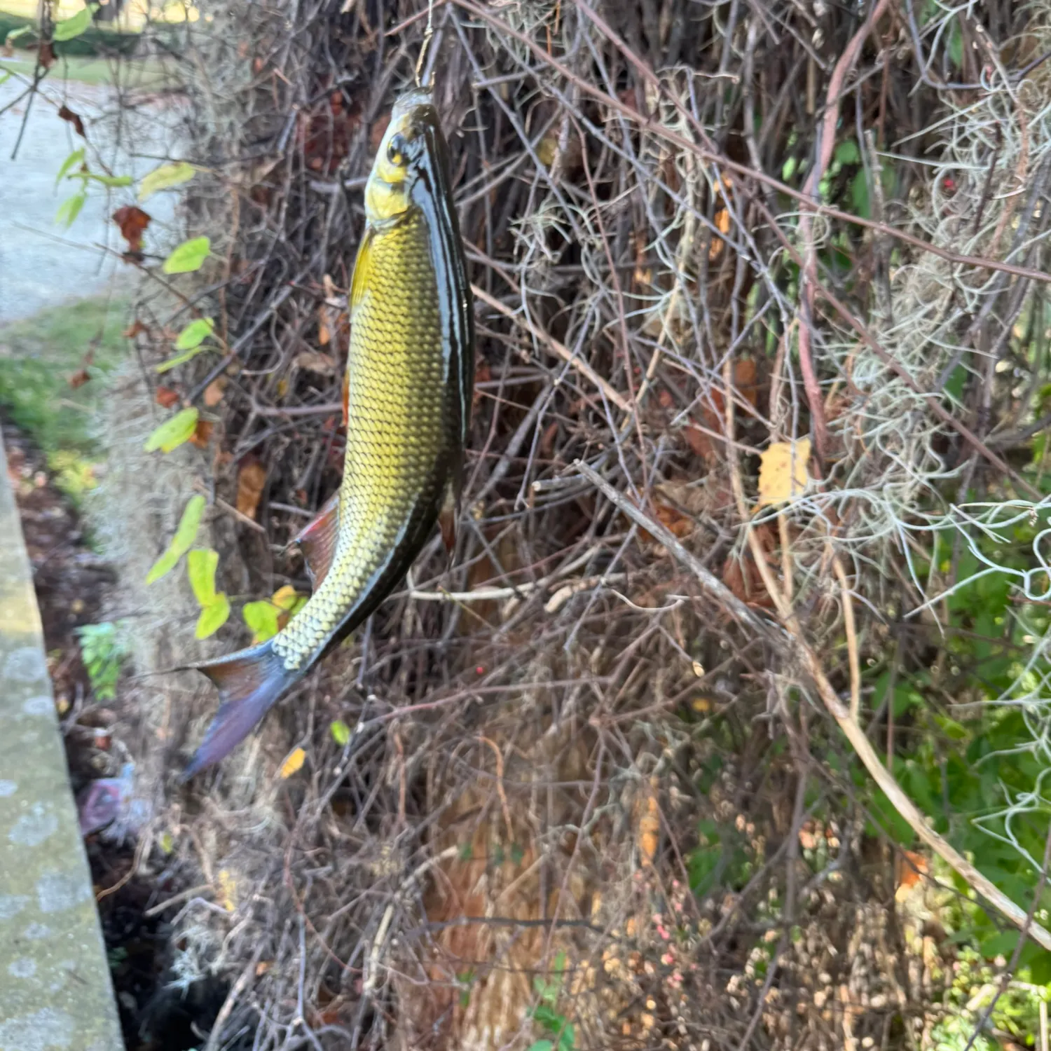 The most recent Golden shiner catches on Fishbrain