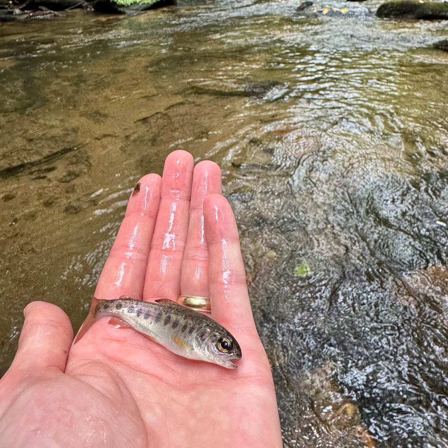Rainbow trout caught on Fishbrain