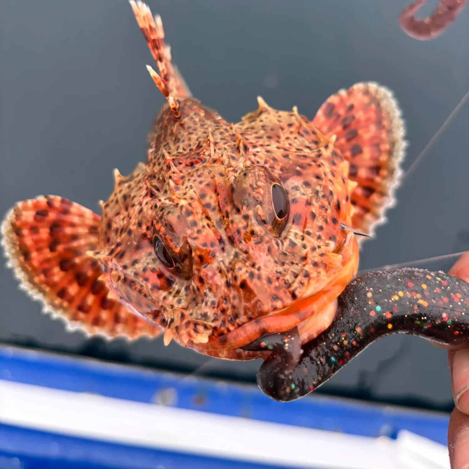 The most recent California scorpionfish catches on Fishbrain