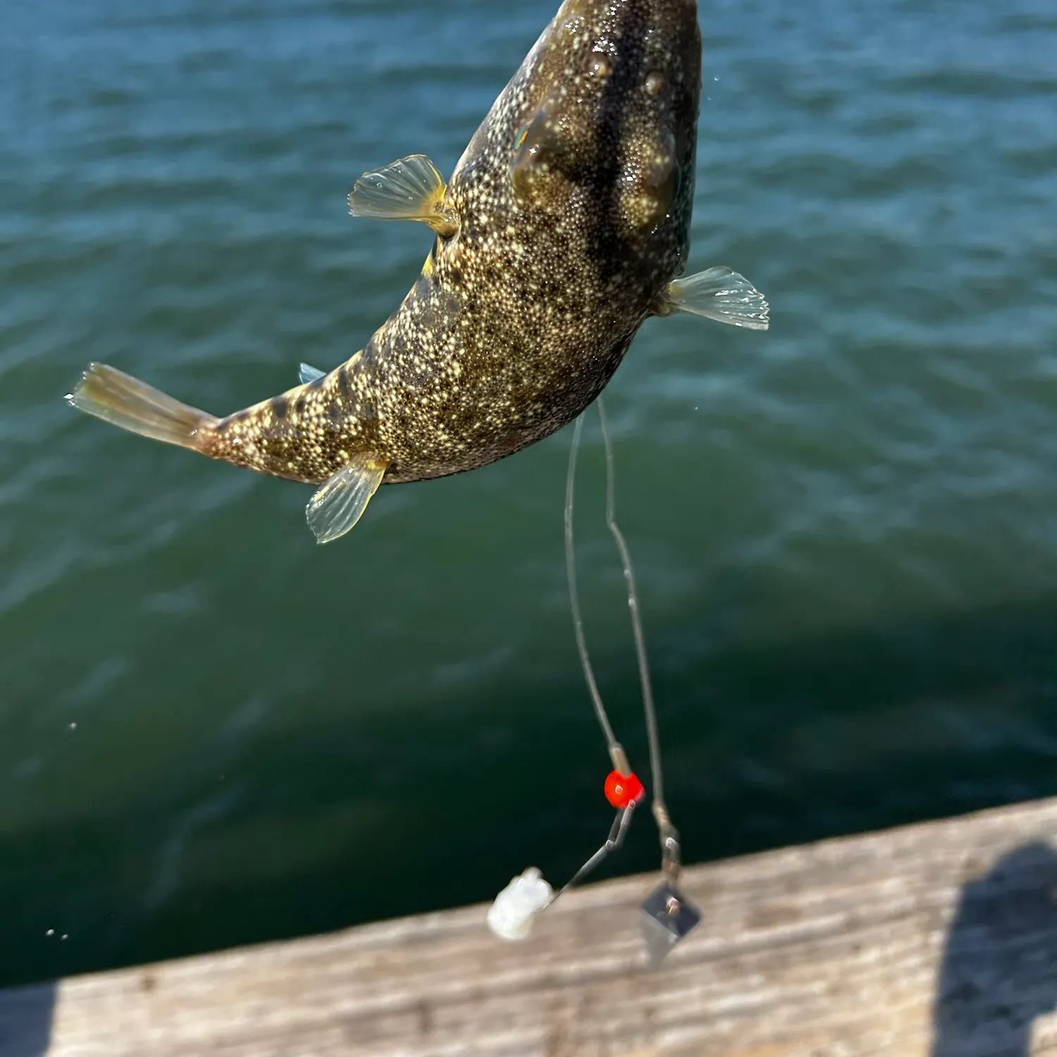 Southern puffer caught on Fishbrain