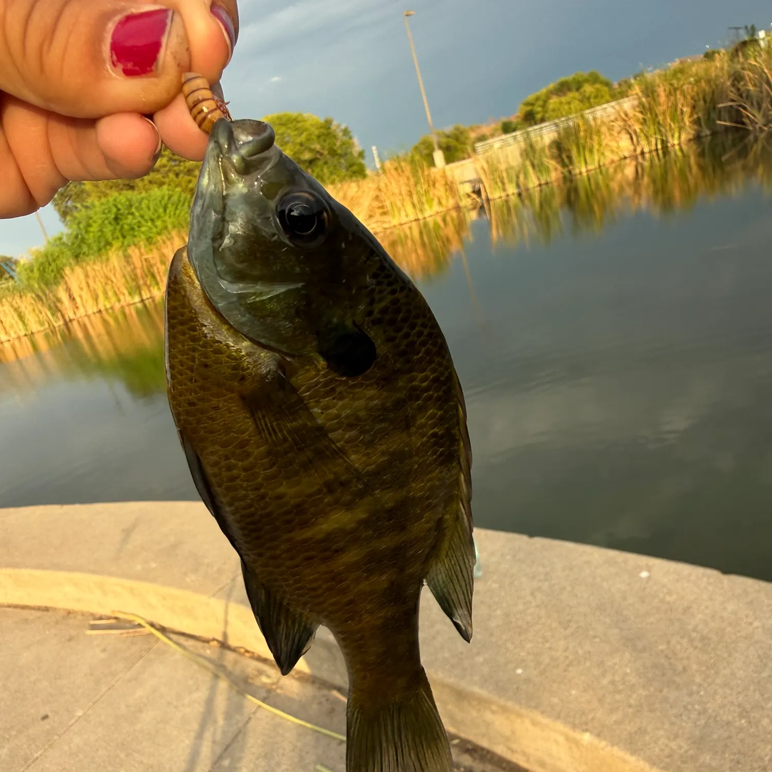Bluegill caught on Fishbrain
