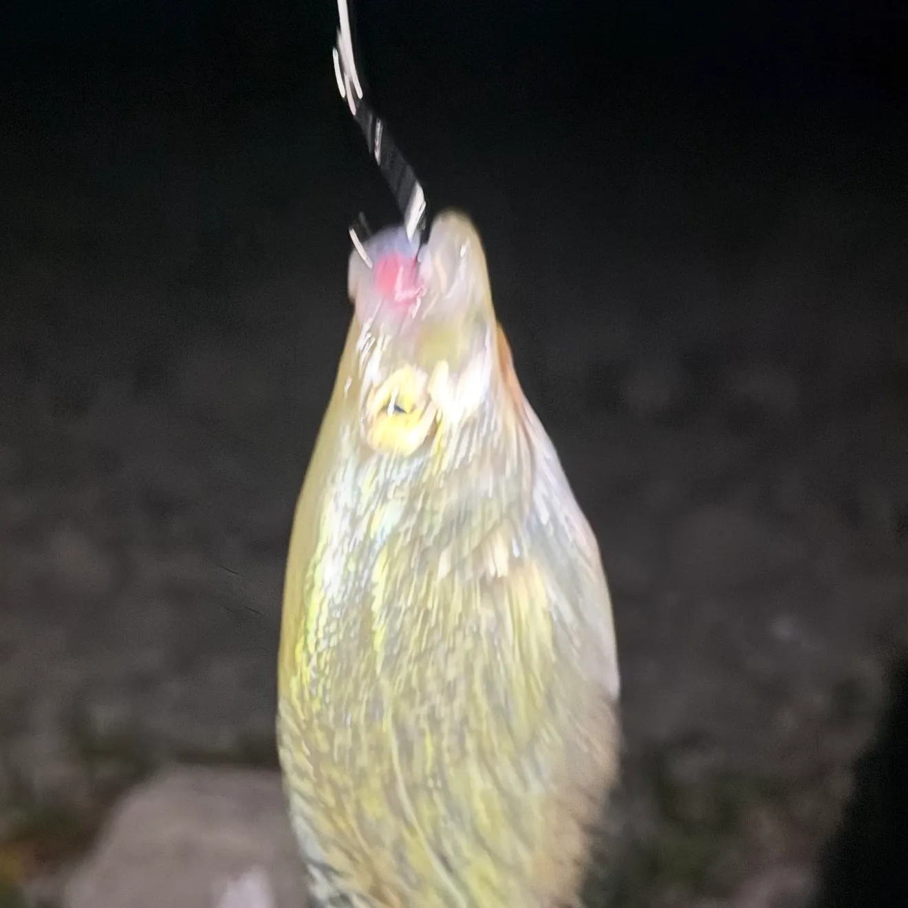 Black crappie caught on Fishbrain