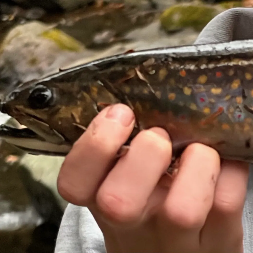 Brook trout caught on Fishbrain