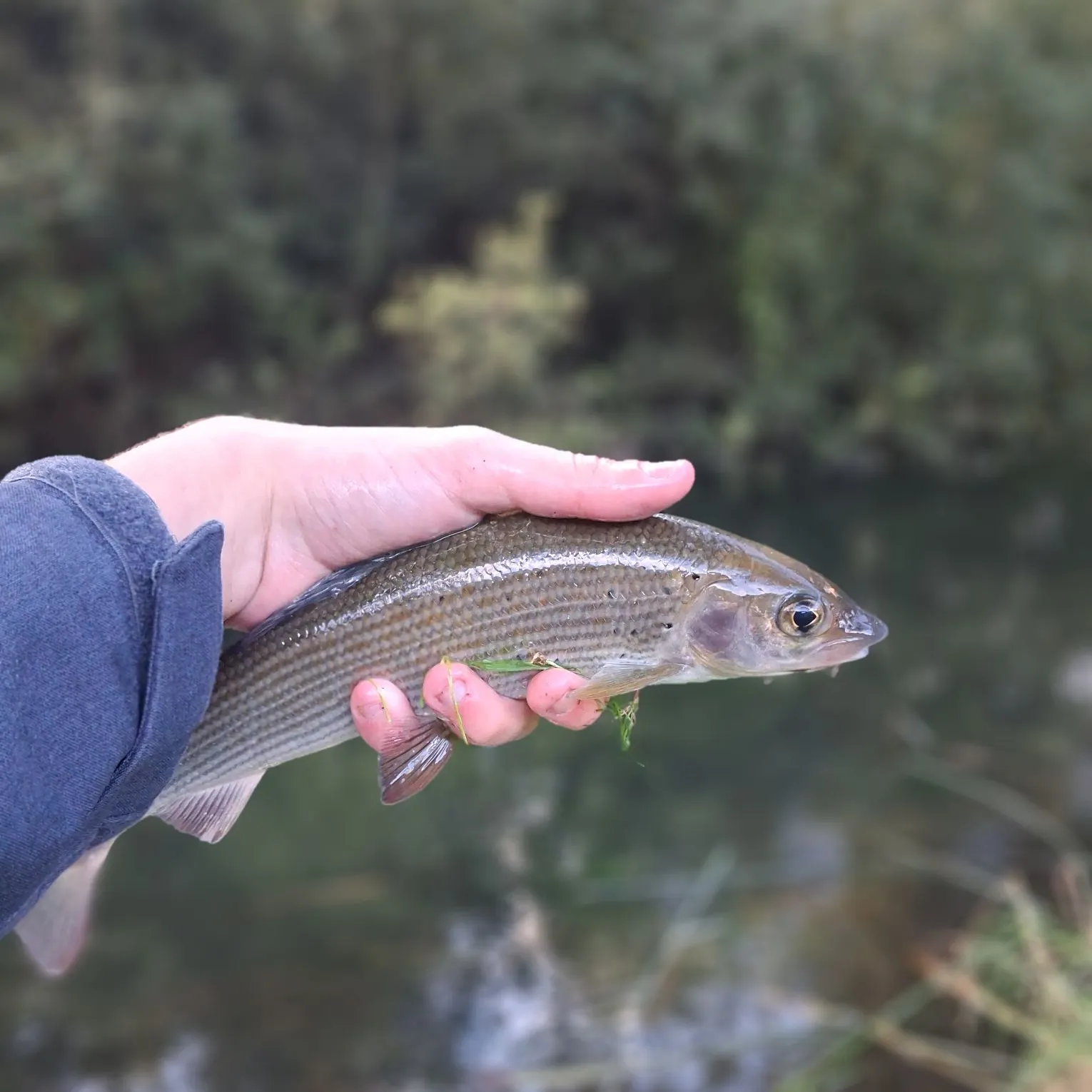 The most recent European grayling catches on Fishbrain