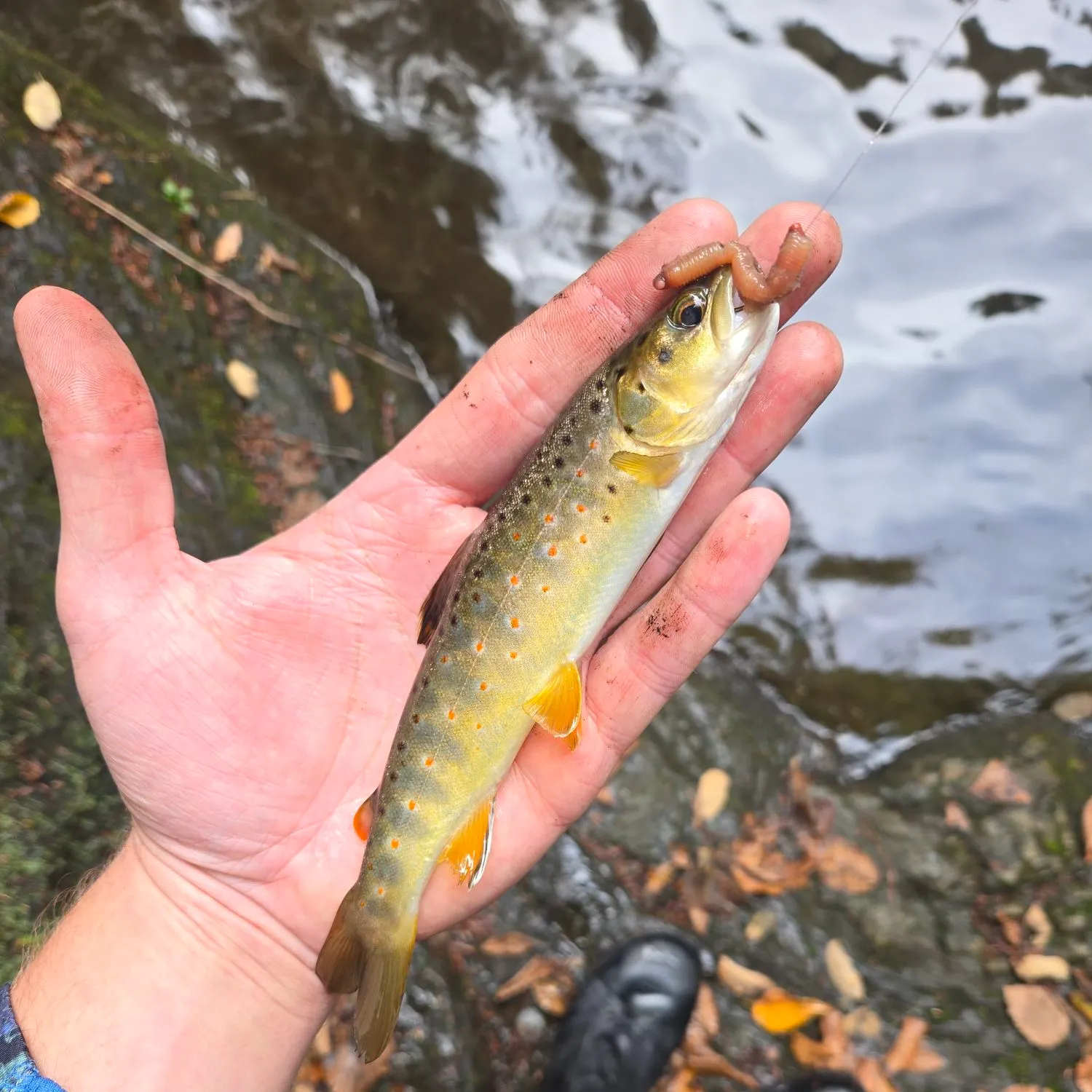 Brown trout caught on Fishbrain