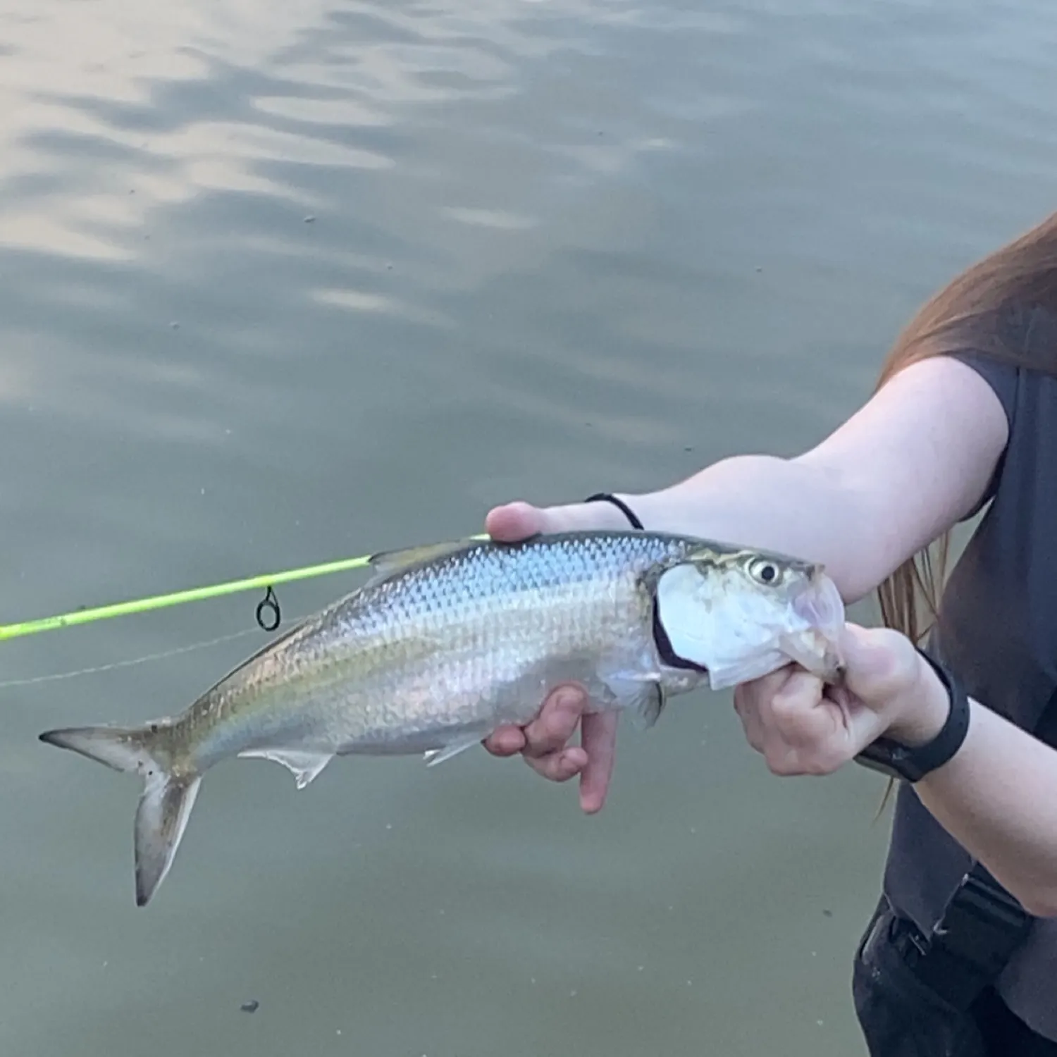 The most recent Skipjack herring catches on Fishbrain