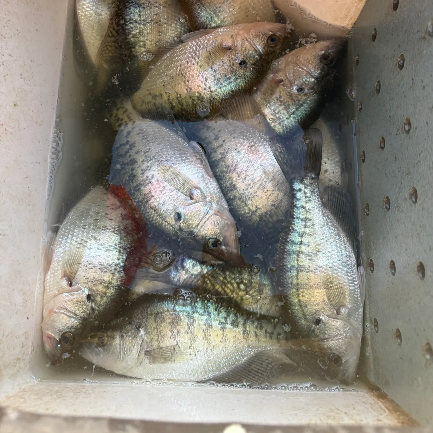 White crappie caught on Fishbrain
