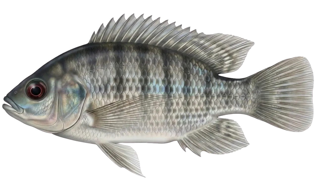 Longfin tilapia