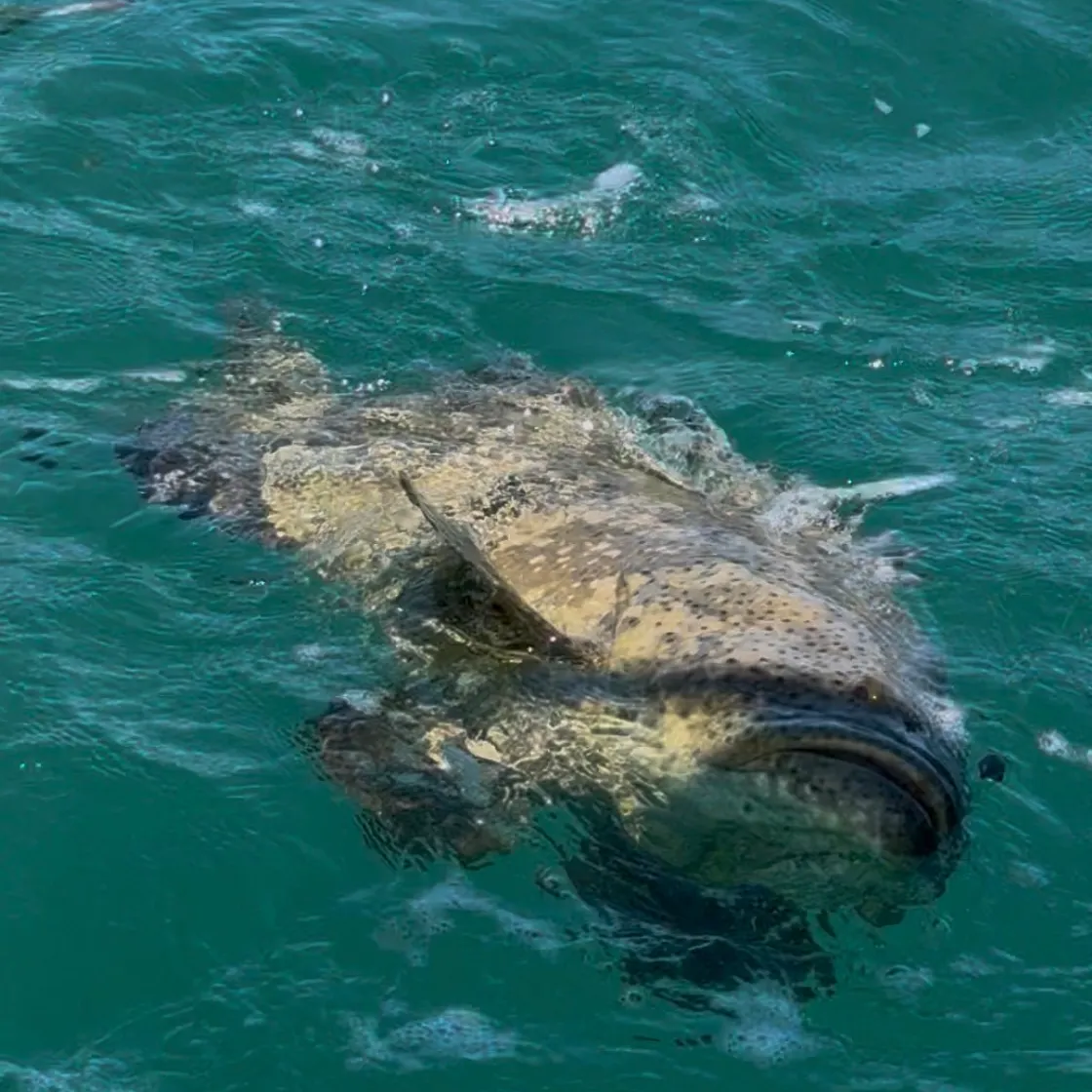 The most recent Atlantic goliath grouper catches on Fishbrain