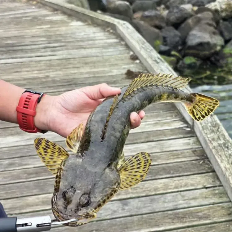 Rock flathead caught on Fishbrain