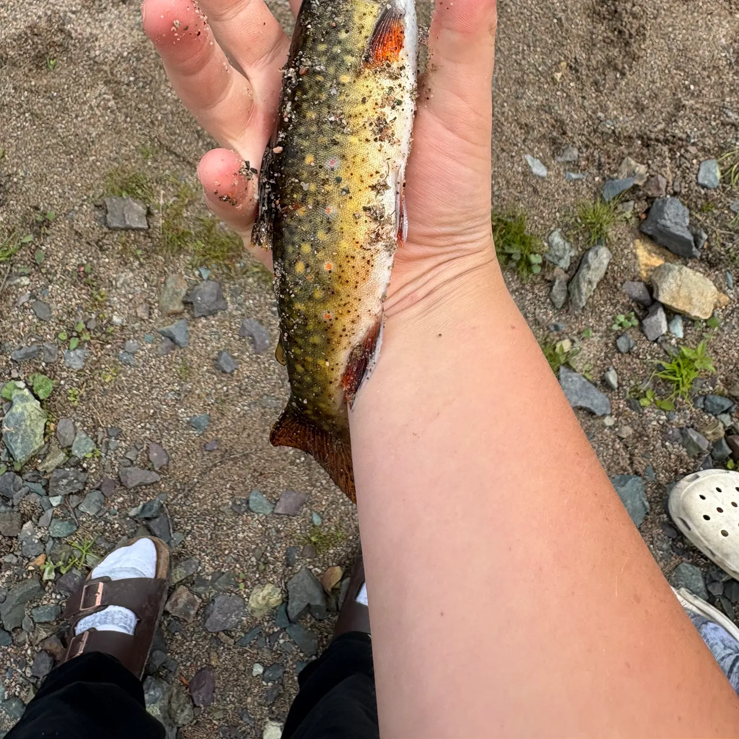 Brook trout caught on Fishbrain