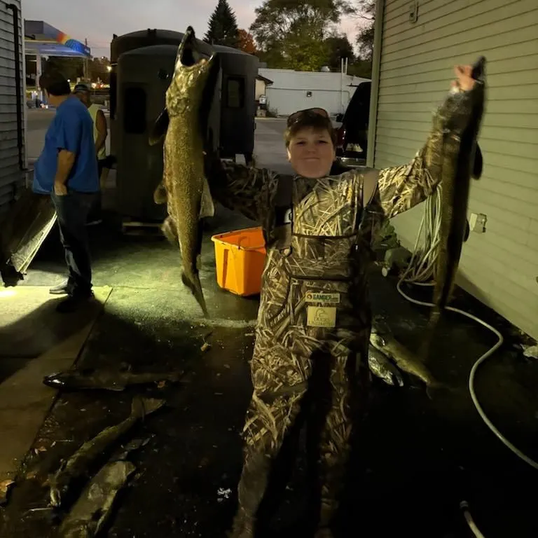 Chinook salmon caught on Fishbrain