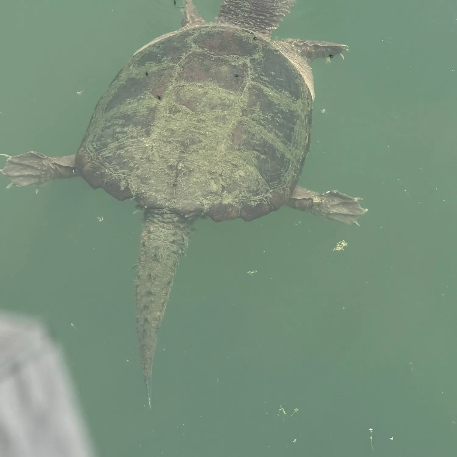 The most recent Common snapping turtle catches on Fishbrain