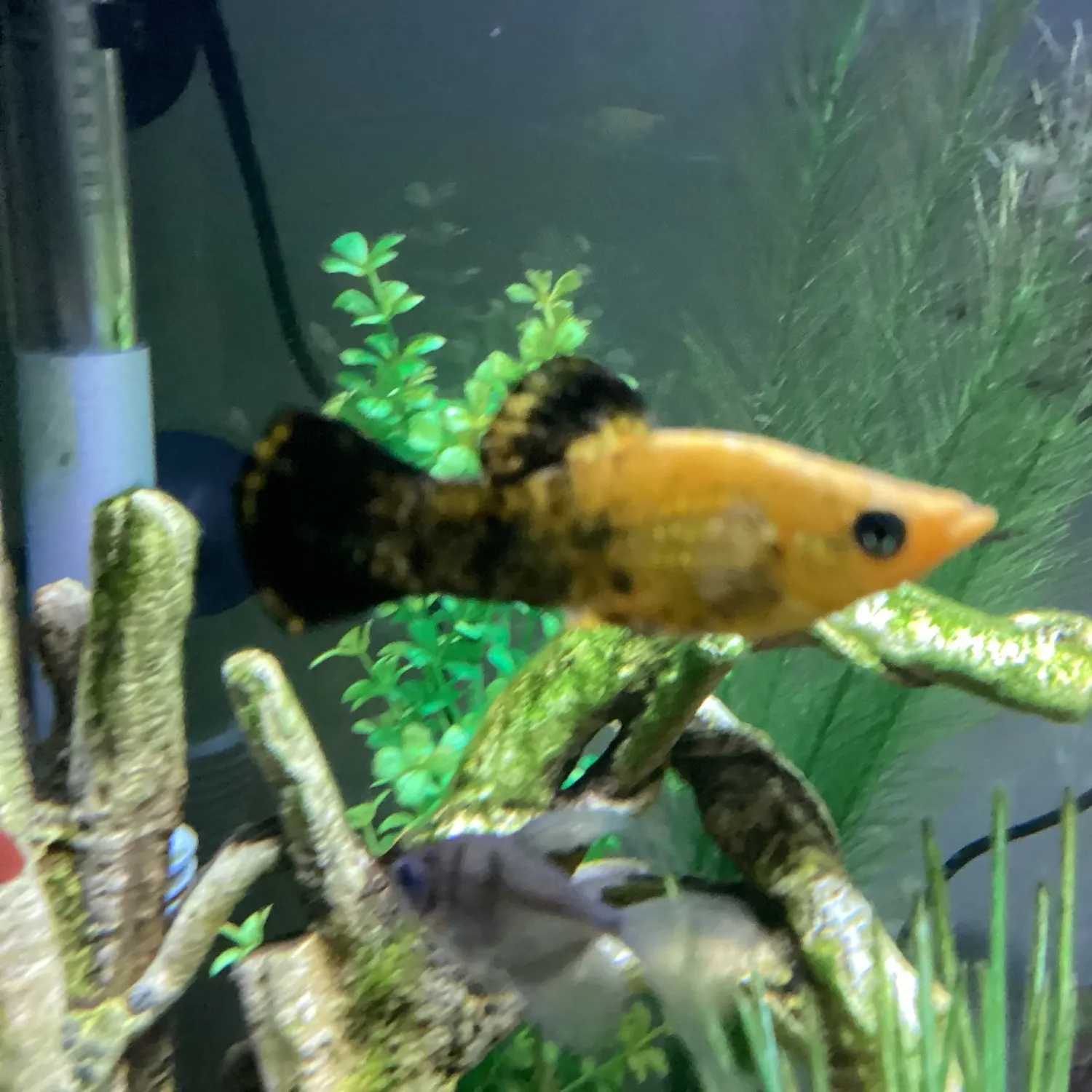 The most recent Gill's molly catches on Fishbrain