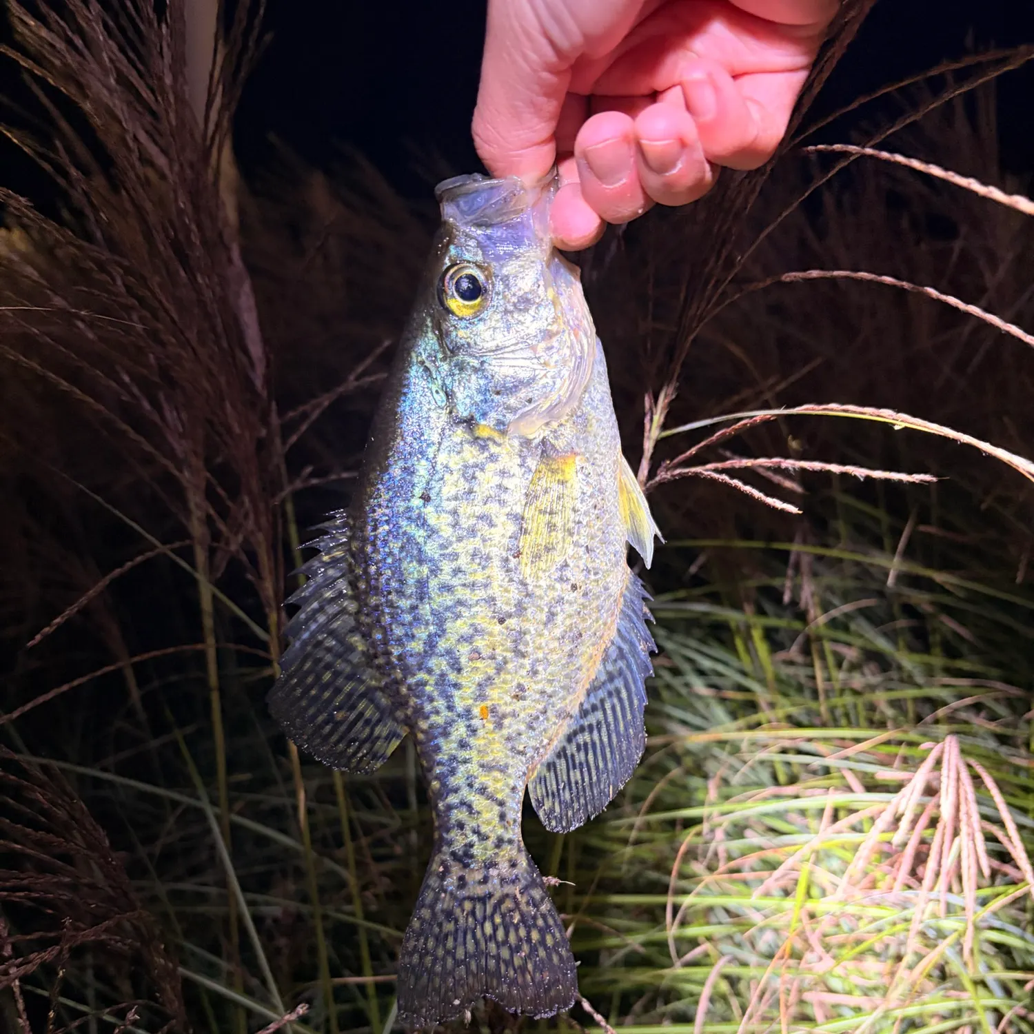 Black crappie caught on Fishbrain
