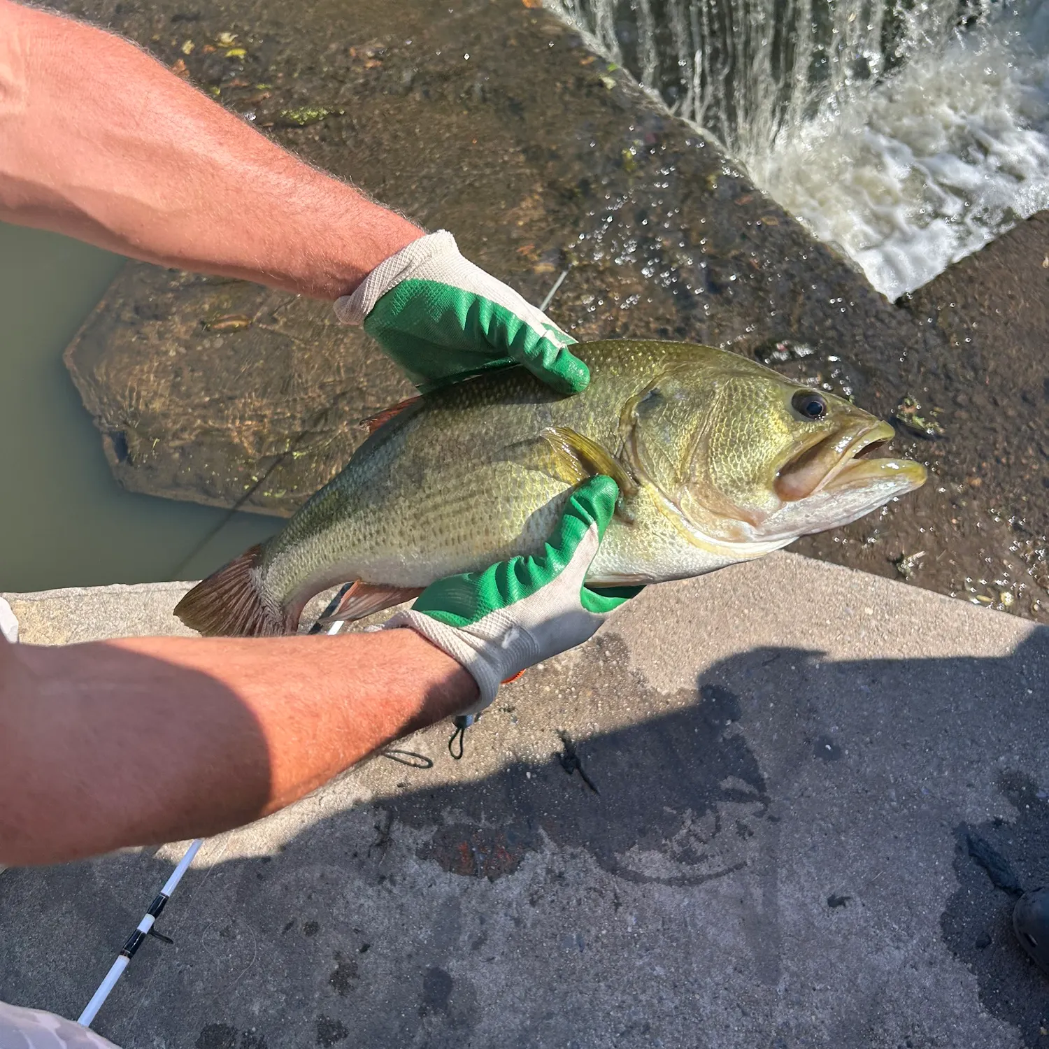 Largemouth bass caught on Fishbrain