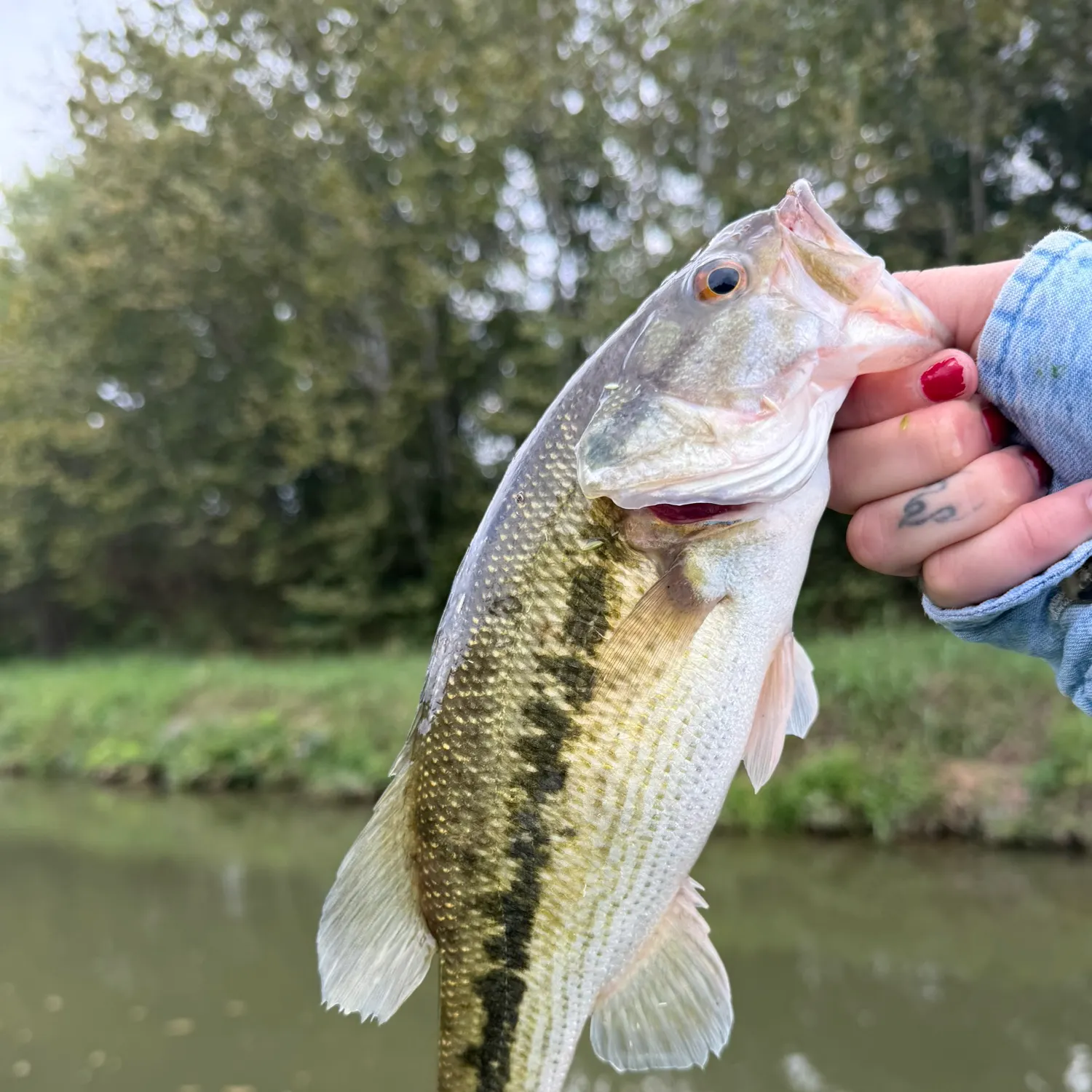 Spotted bass caught on Fishbrain