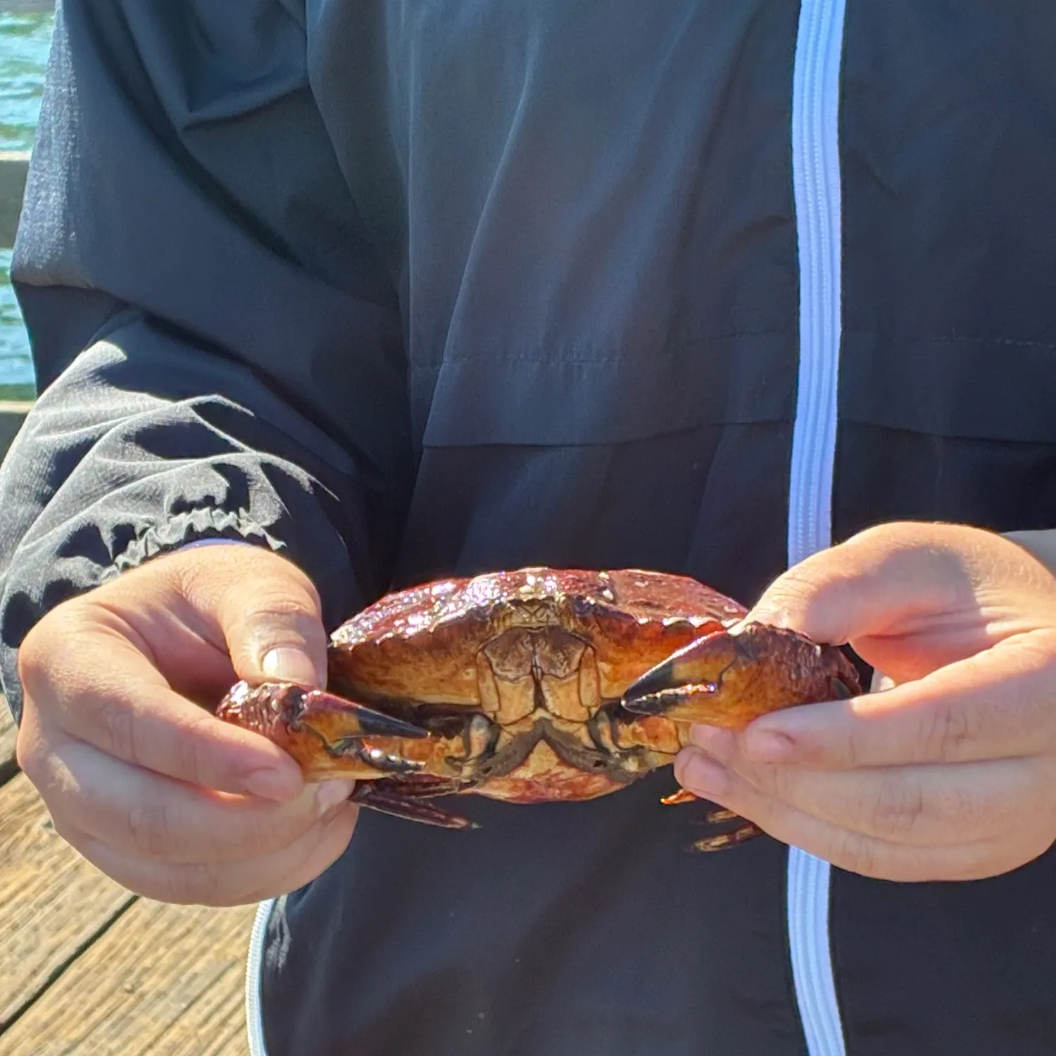 Red rock crab caught on Fishbrain