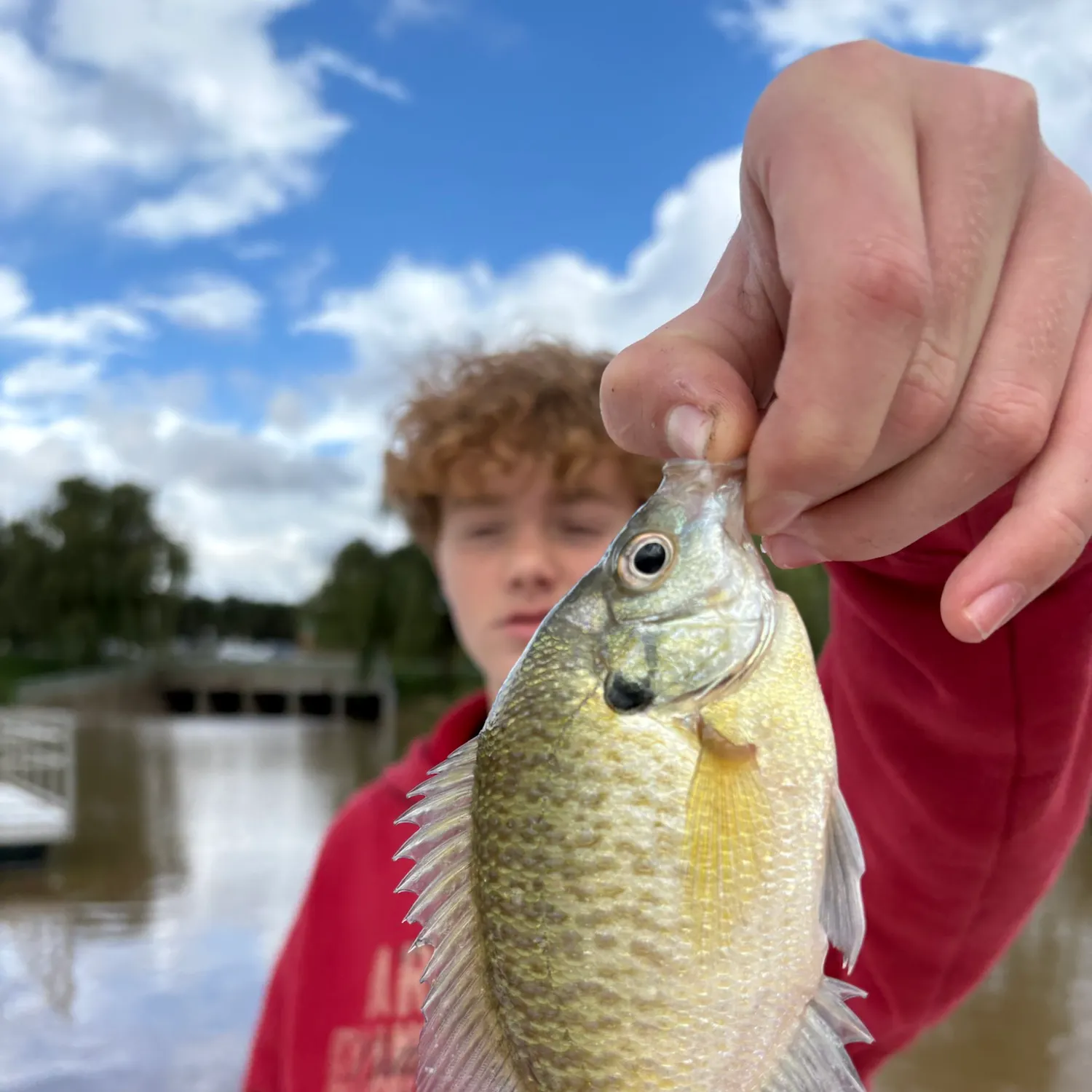 Bluegill caught on Fishbrain