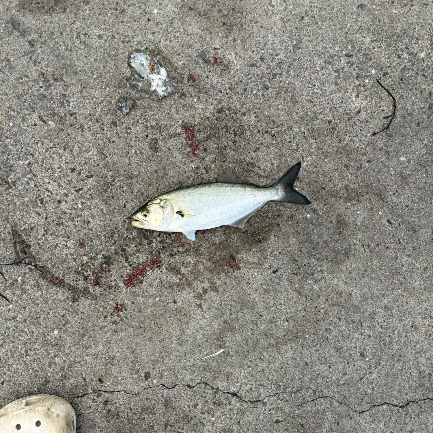 Bluefish caught on Fishbrain