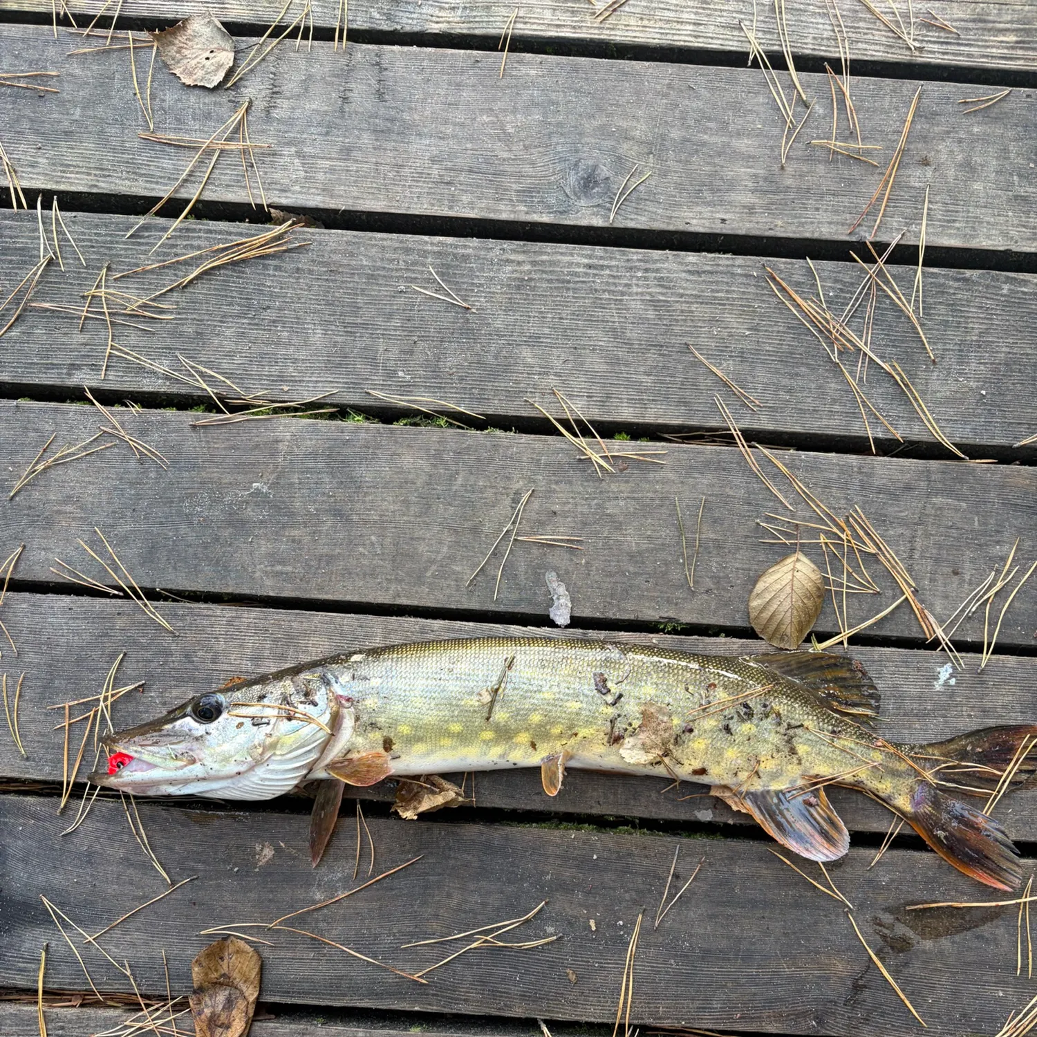 Northern pike caught on Fishbrain
