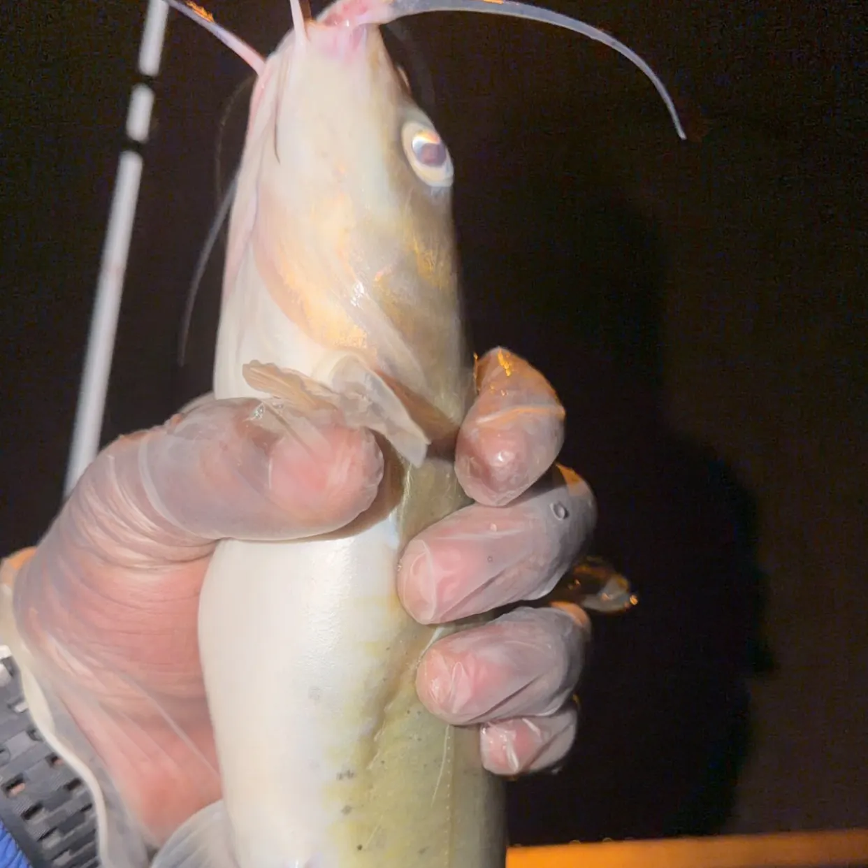 Channel catfish caught on Fishbrain