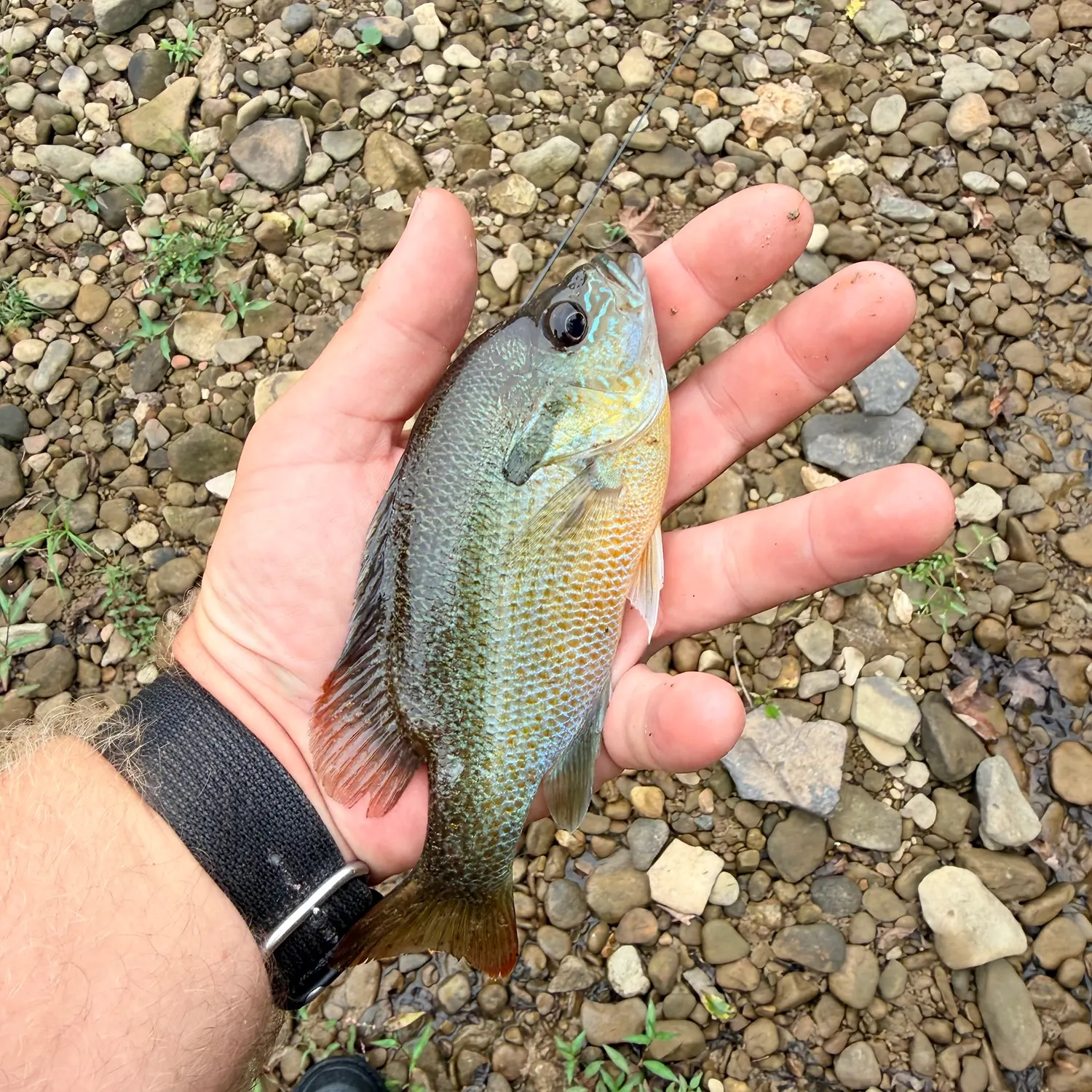Redbreast sunfish caught on Fishbrain