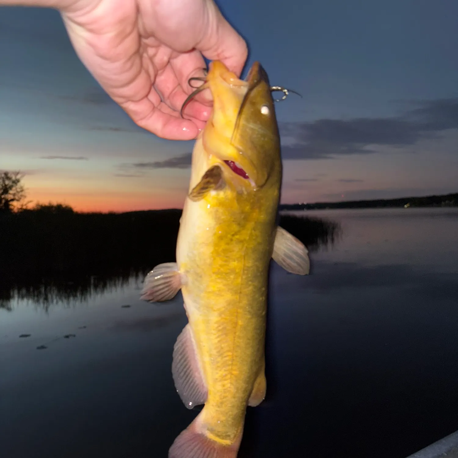 The most recent Brown bullhead catches on Fishbrain