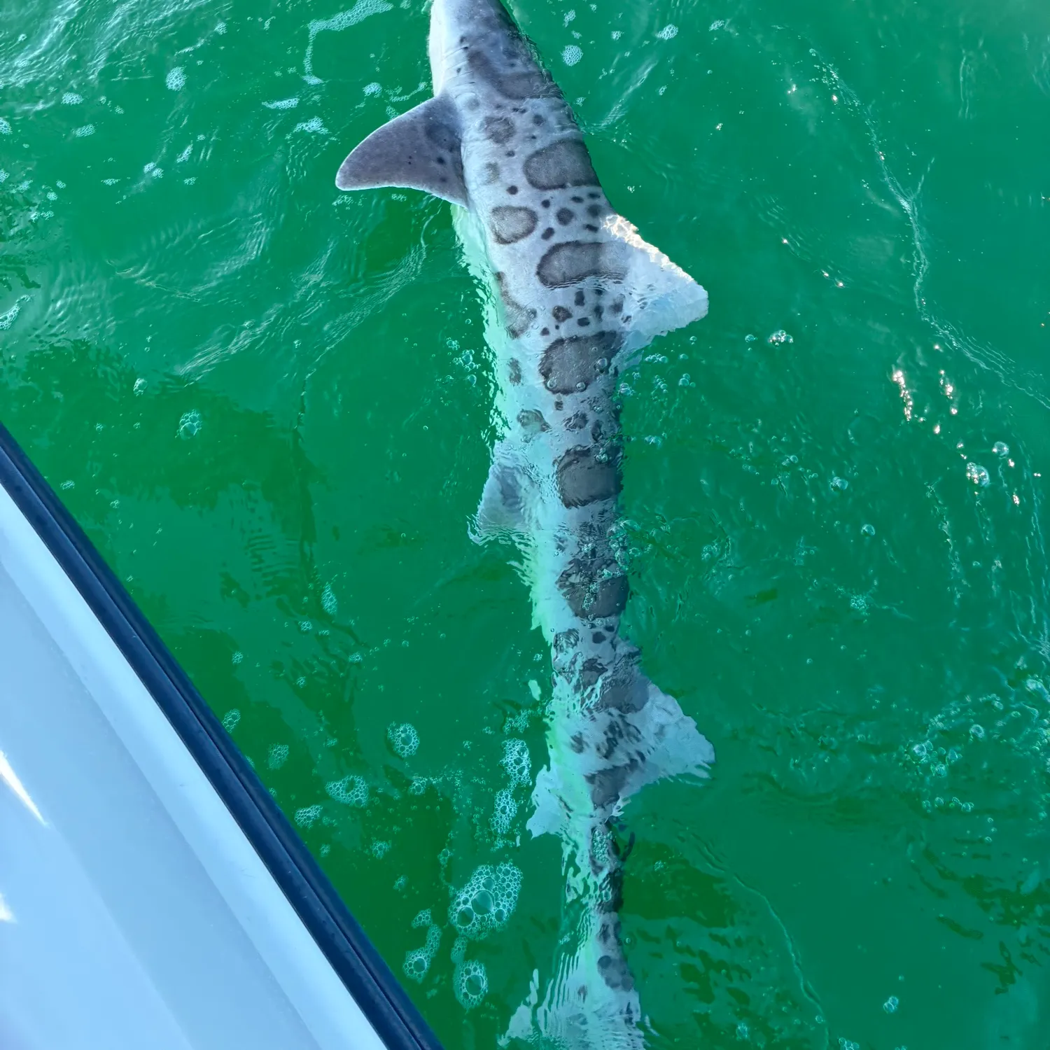 The most recent Leopard shark catches on Fishbrain