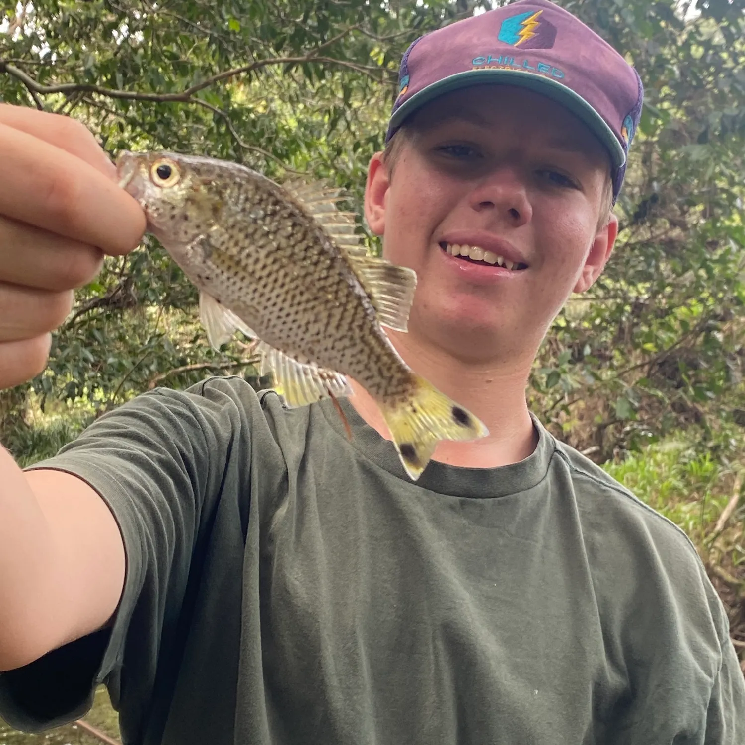 The most recent Rock flagtail catches on Fishbrain