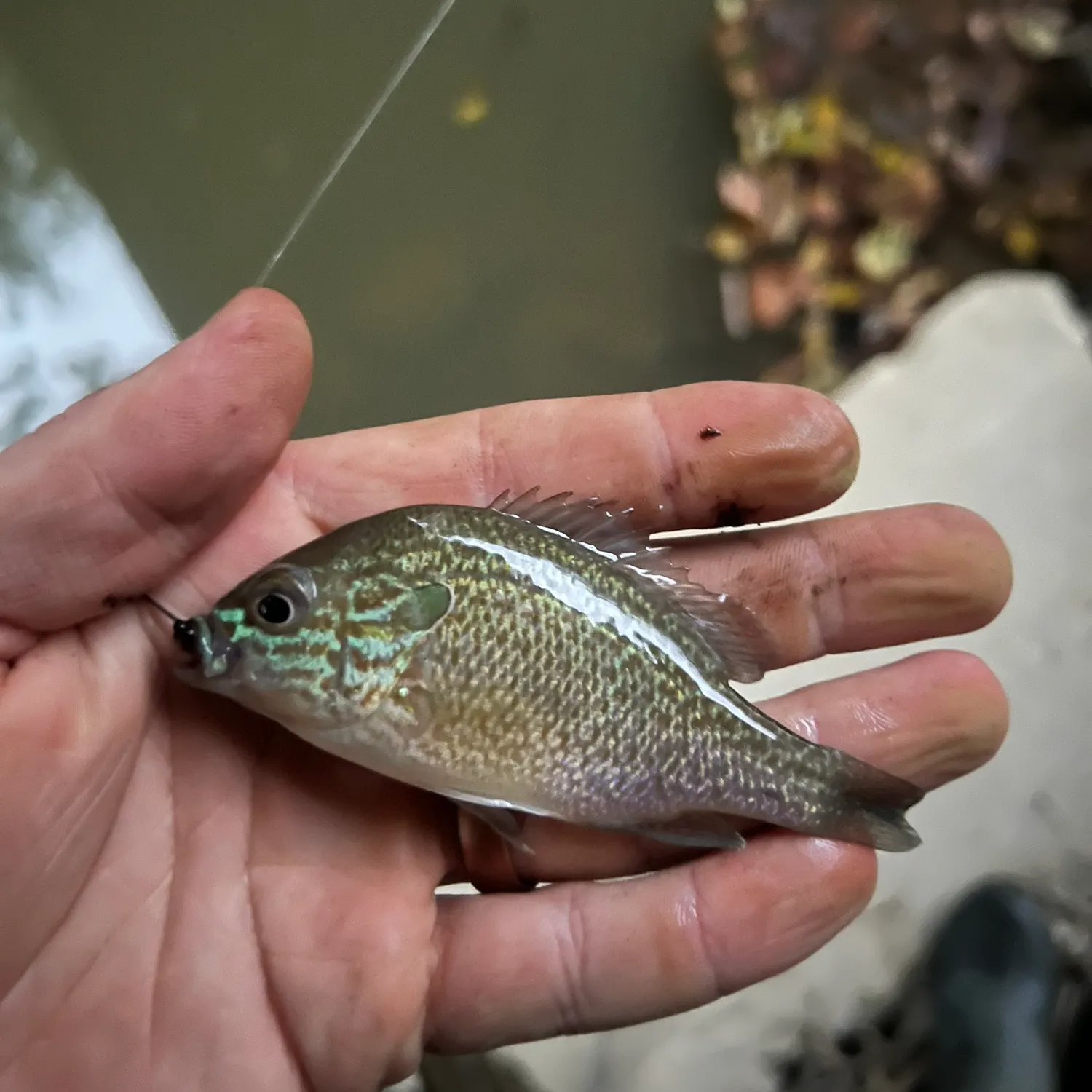 Longear sunfish caught on Fishbrain