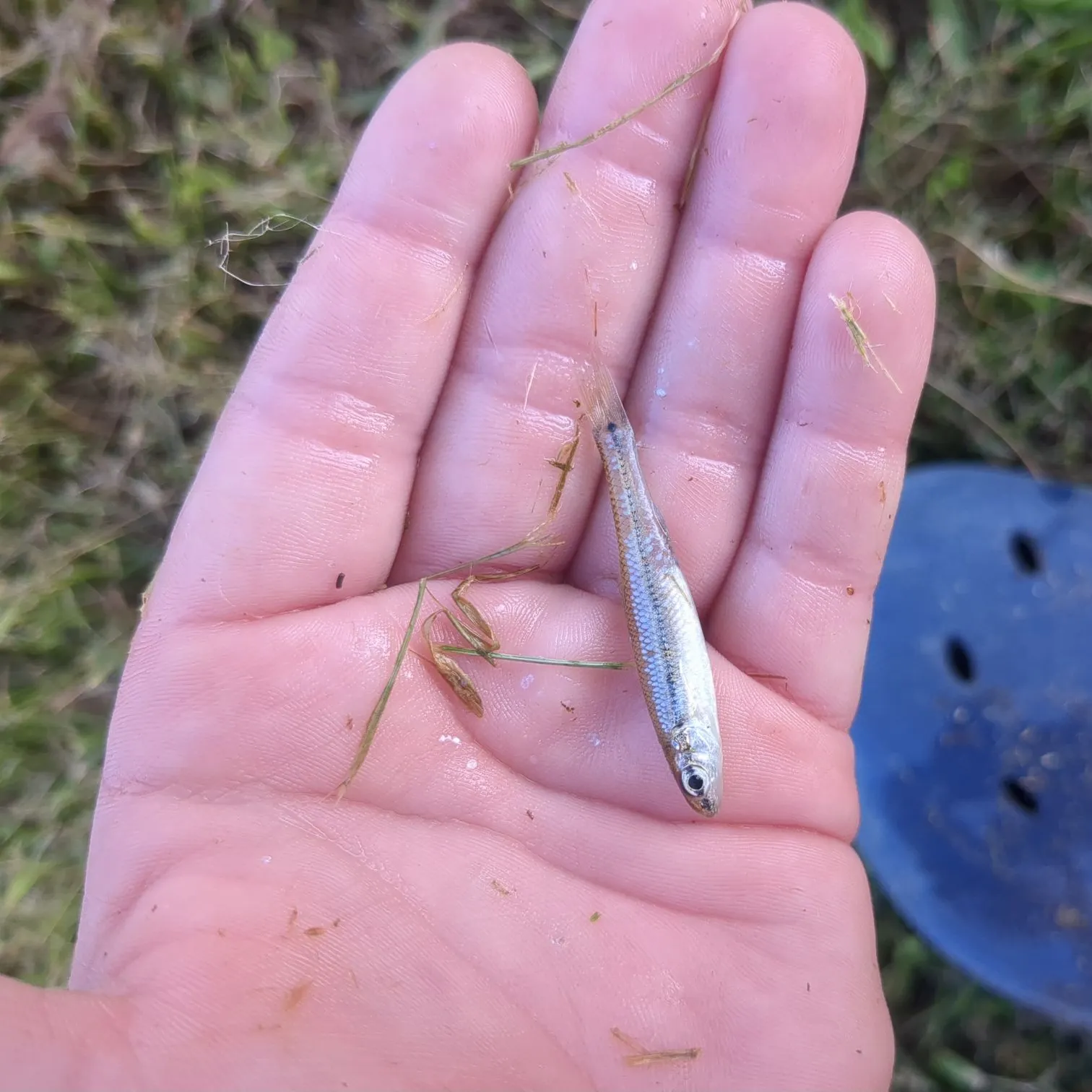 The most recent Sand shiner catches on Fishbrain
