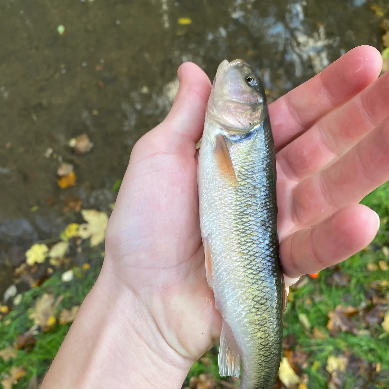 Creek chub caught on Fishbrain