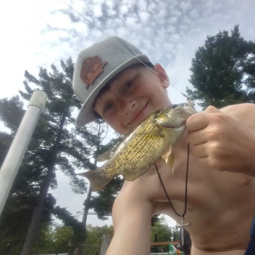 Rock bass caught on Fishbrain
