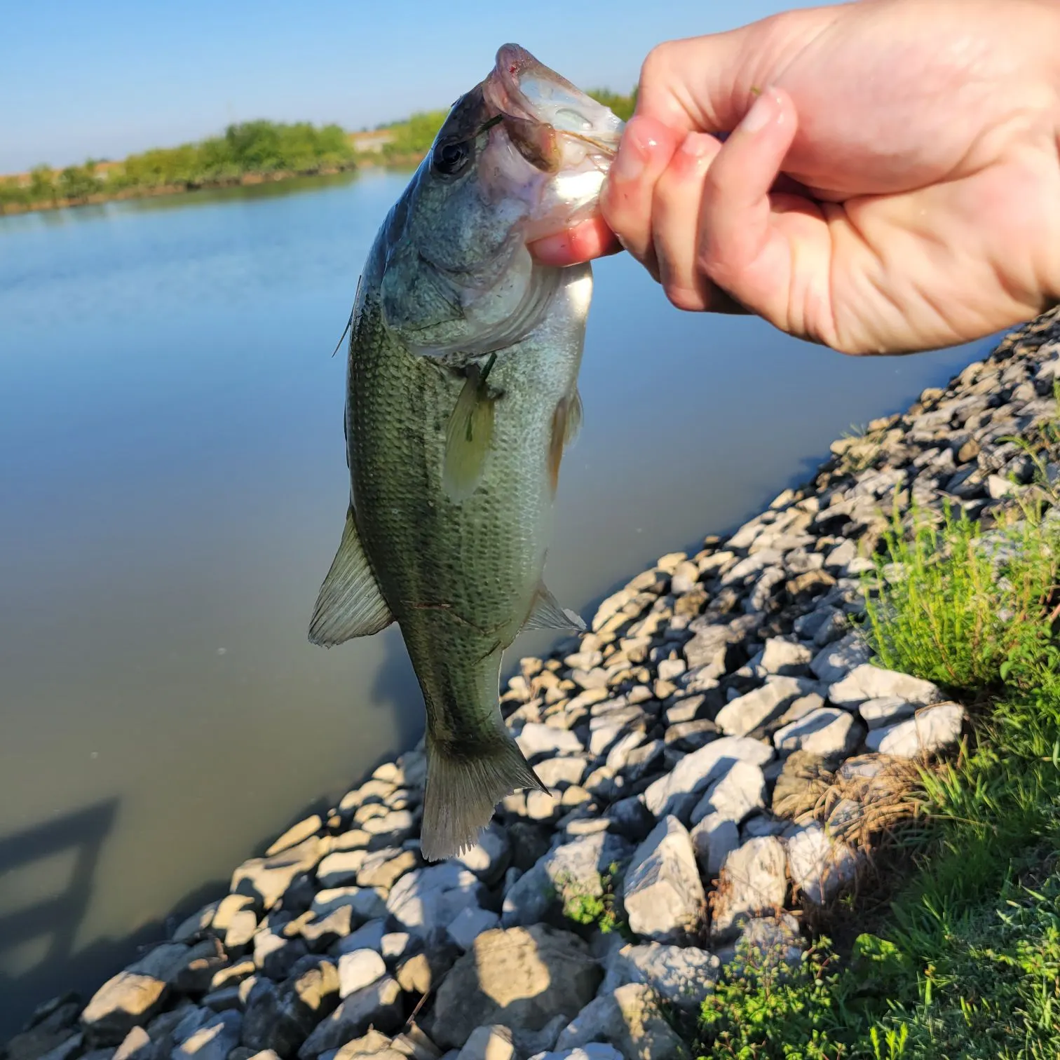 Largemouth bass caught on Fishbrain