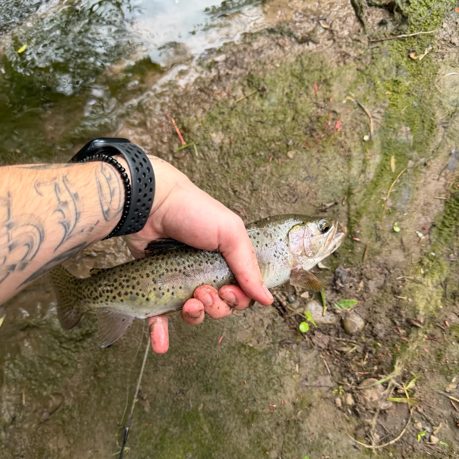 Rainbow trout caught on Fishbrain
